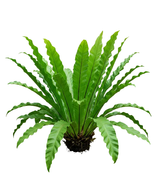 Bird's Nest Fern Plant with Vibrant Green Leaves