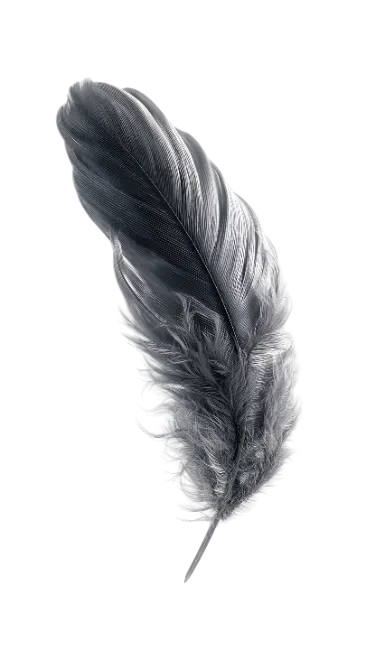 Black and white bird feather closeup