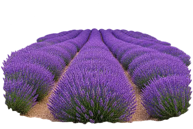 Blooming Lavender Field Rows
