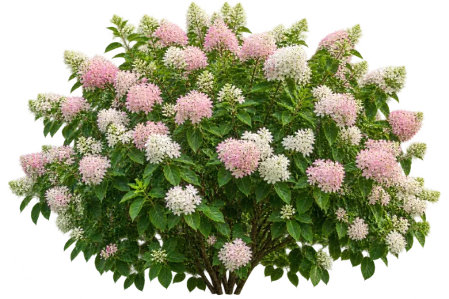Blooming Pink and White Hydrangea Bush