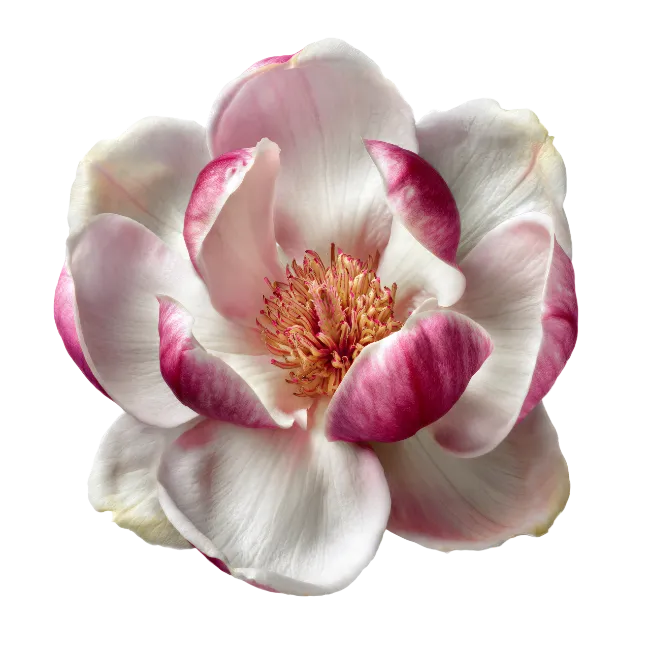 Blooming Pink and White Magnolia Flower