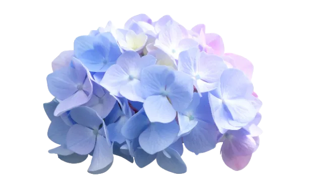 Blue and Purple Hydrangea Flower Bloom
