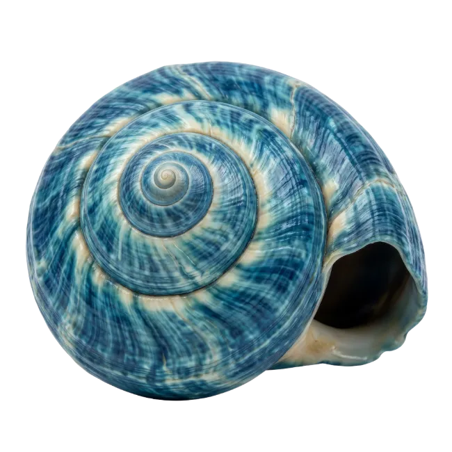 Blue and White Seashell Spiral