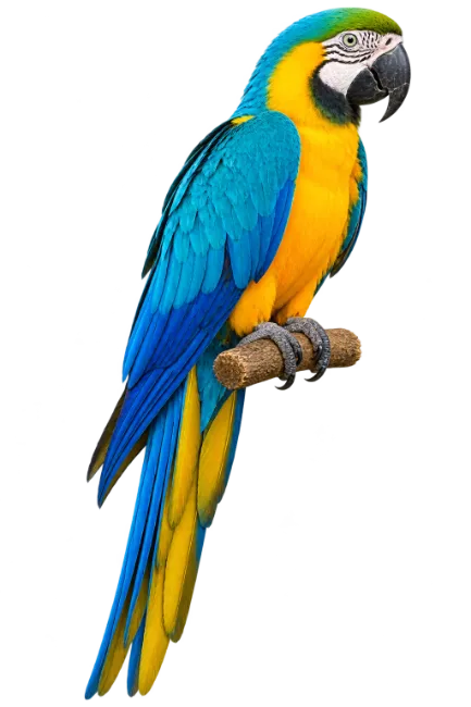 Blue and Yellow Macaw Perched