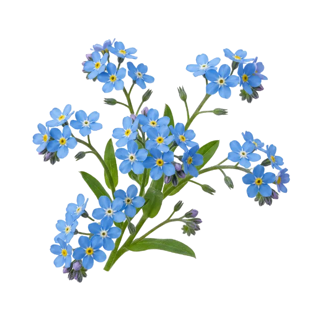 Blue Forget Me Not Flowers Cluster
