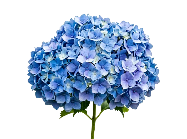 Blue Hydrangea Flower Blossom Isolated