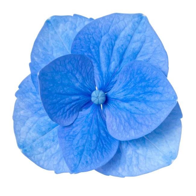 Blue Hydrangea Flower Blossom Isolated