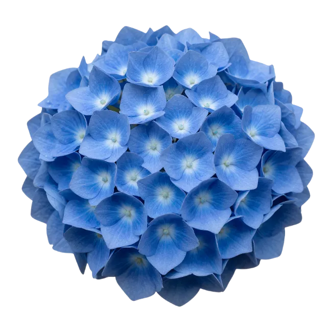 Blue Hydrangea Flower Blossom Isolated