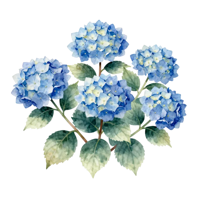 Blue Hydrangea Flower Cluster Watercolor Illustration