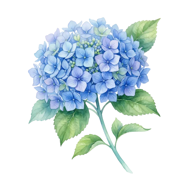 Blue Hydrangea Flower Stem Watercolor