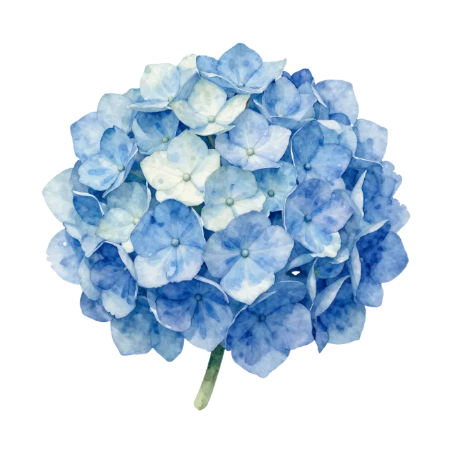 Blue Hydrangea Flower Watercolor Illustration