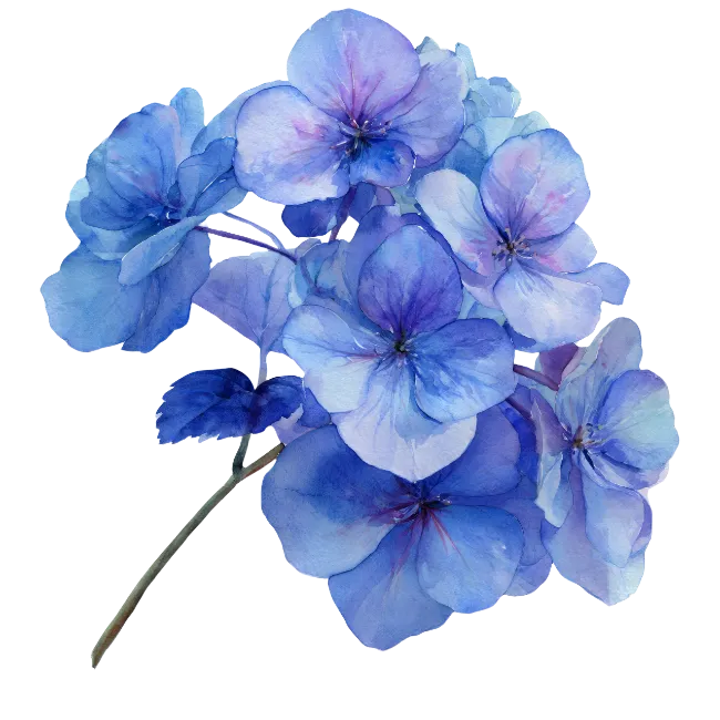 Blue Hydrangea Flower Watercolor Illustration
