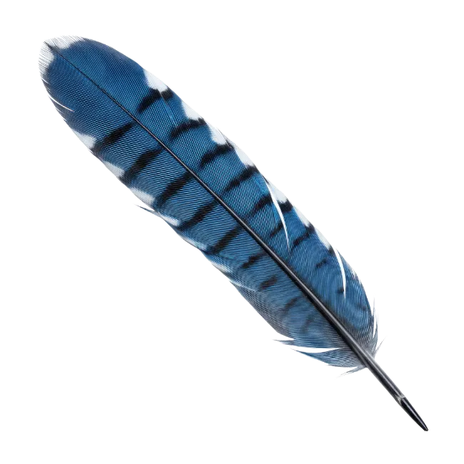 Blue Jay Feather Stock Photo