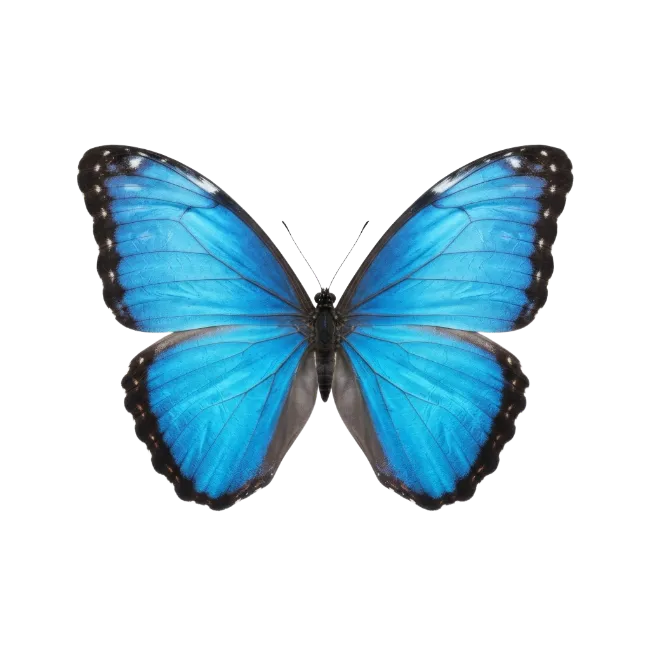 Blue Morpho Butterfly