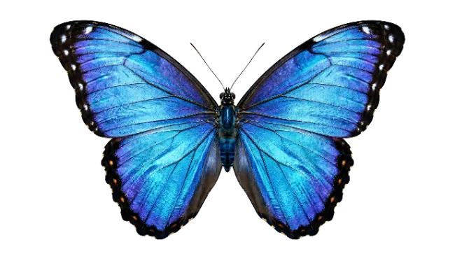 Blue Morpho Butterfly Isolated