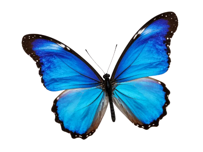 Blue Morpho Butterfly Isolated on White Background
