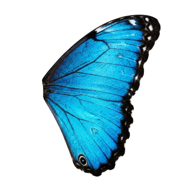 Blue Morpho Butterfly Wing