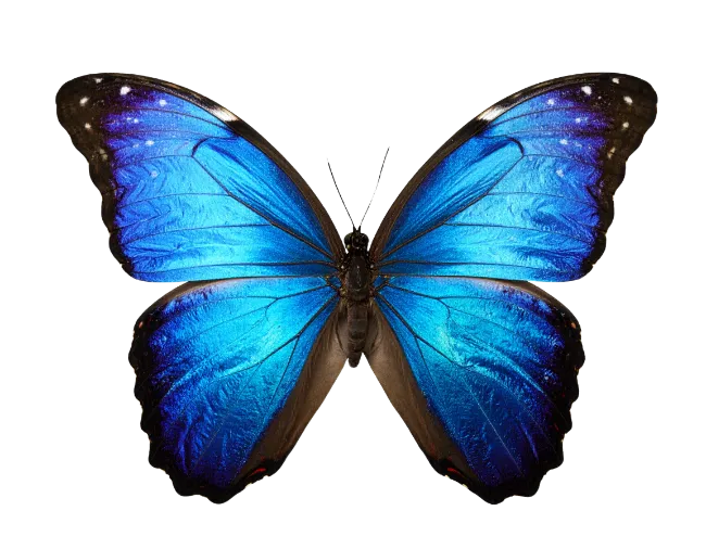 Blue Morpho Butterfly Wings Open Isolated