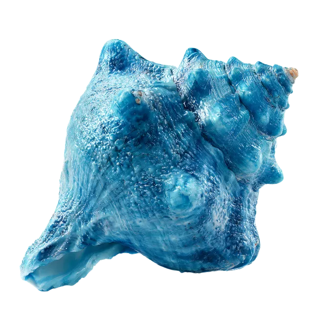 Blue seashell on dark background