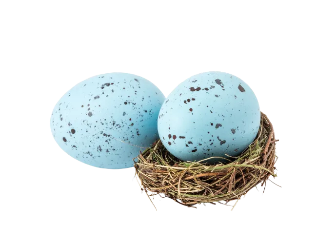 Blue Speckled Bird Eggs in a Nest