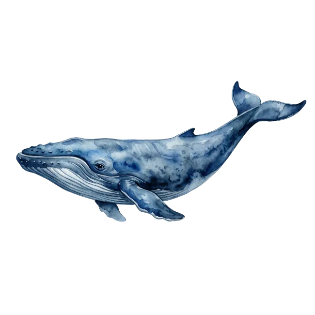 Blue Whale Watercolor Illustration