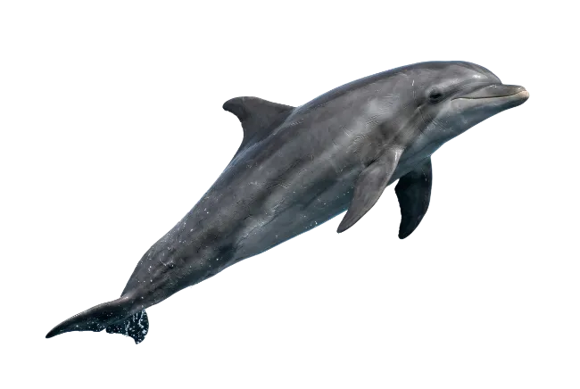 Bottlenose dolphin swimming in water