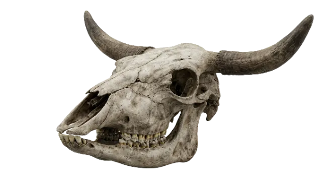 Bovine Skull With Horns
