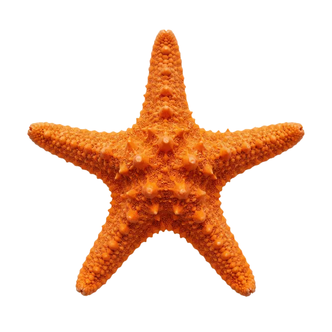 Bright Orange Starfish Isolated