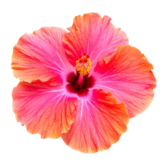 Bright Pink Hibiscus Flower