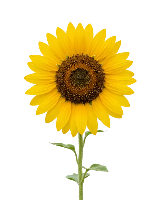 Bright Yellow Sunflower Bloom on Green Stem
