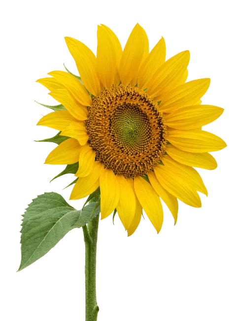 Bright Yellow Sunflower on Stem