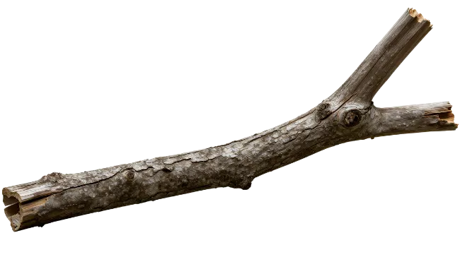 Broken tree branch wooden log
