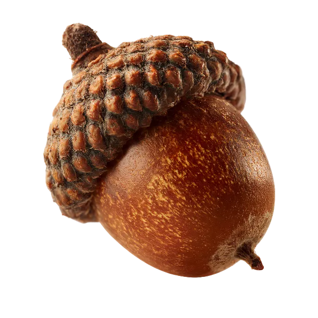 Brown Acorn with Textured Cap