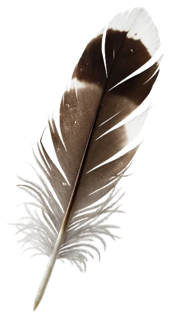 Brown and White Bird Feather