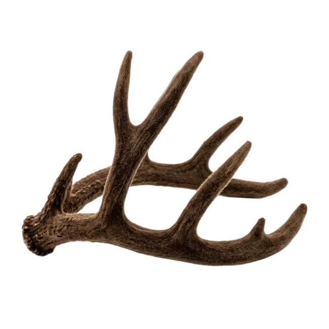 Brown Deer Antlers