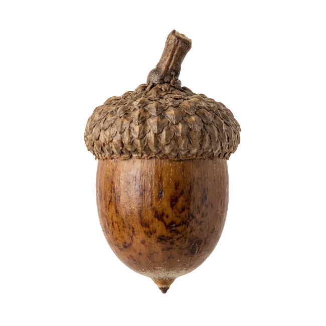 Brown oak acorn with textured cap