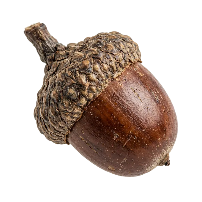Brown oak acorn with textured cap