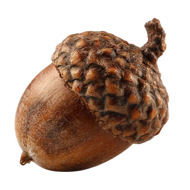 Brown oak acorn with textured cap