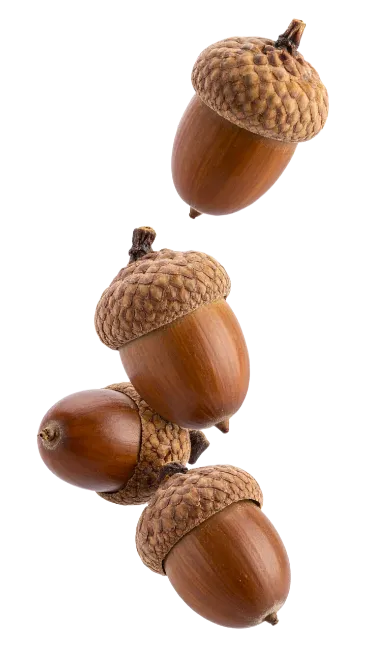 Brown oak acorns with textured caps falling
