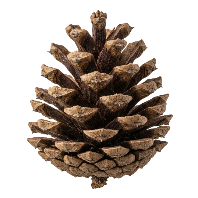Brown Pine Cone Isolated