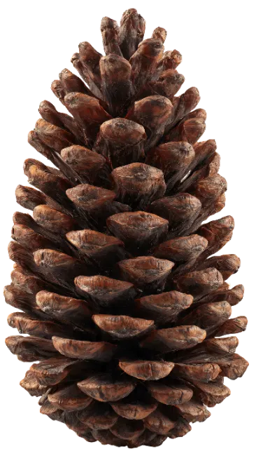 Brown Pine Cone Isolated on White
