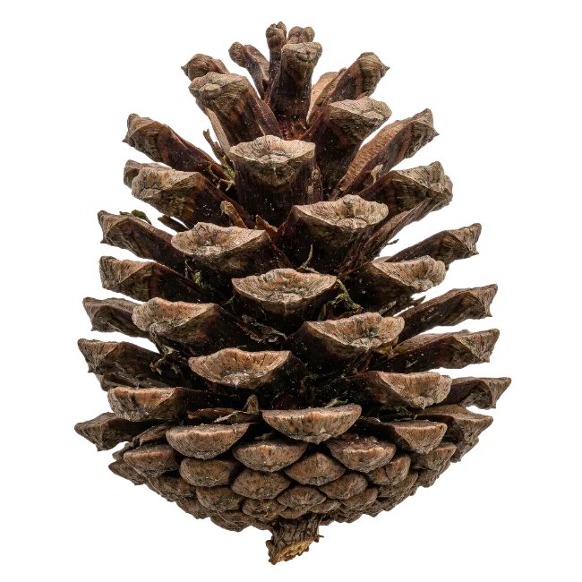 Brown Pine Cone Isolated on White