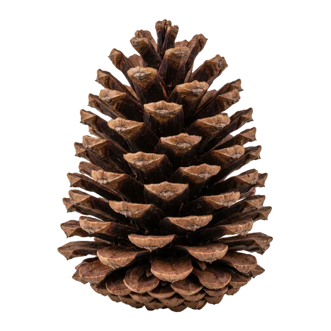 Brown Pine Cone Isolated on White