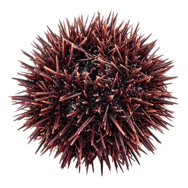 Brown Sea Urchin Top View