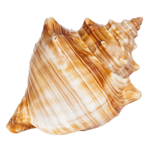 Brown Seashell Conche
