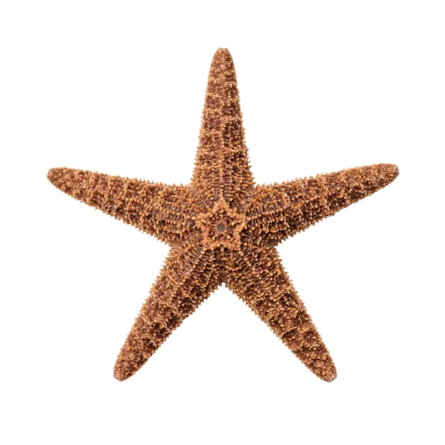 Brown Starfish Isolated on Black