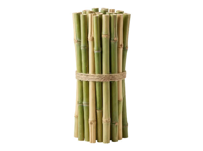 Bundle of Green and Tan Bamboo Stalks