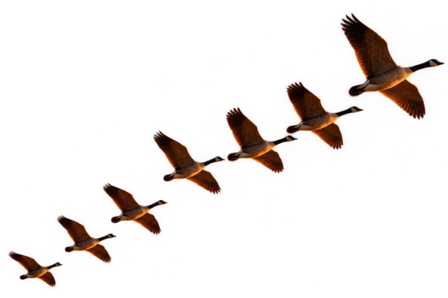 Canada Geese Flying in Formation Sequence