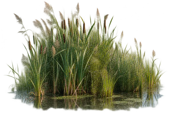 Cattails and Green Reeds Growing in Wetland Pond Water