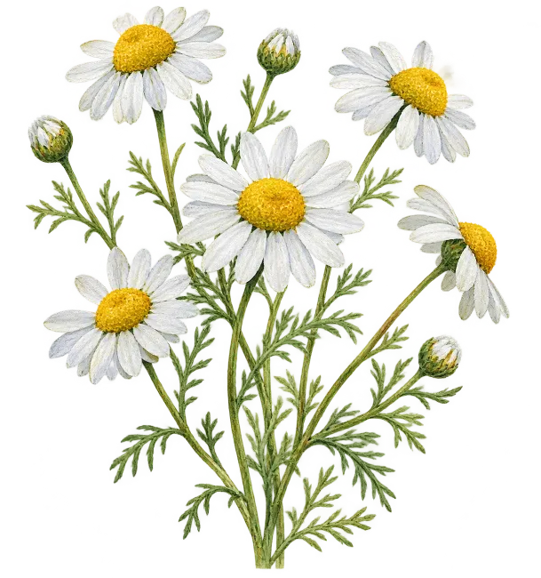 Chamomile Flowers Illustration